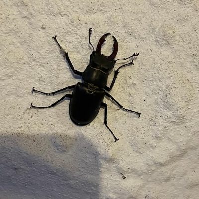 240522 Stag Beetle_Martin Cantor